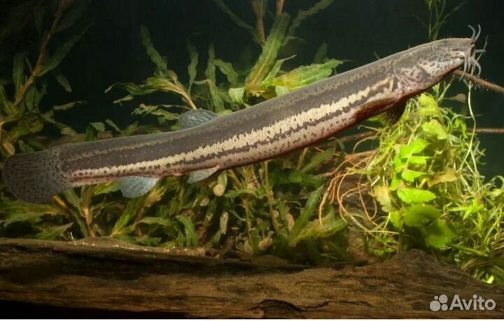 Рыба Вьюн- в продаже с 25 мая