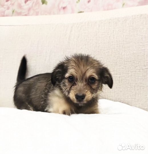 Щеночек мальчик