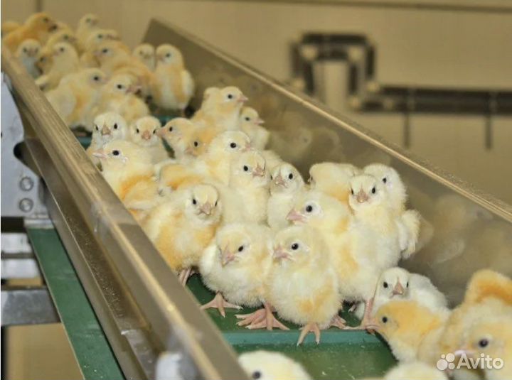 Вахта птицефабрика