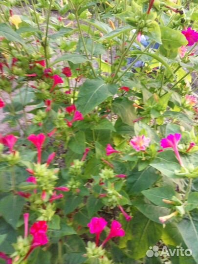 Мирабилис (ночная красавица)