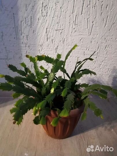 Декабрист шлюмбергера красный