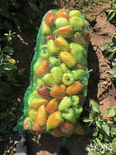 Семена перца полет