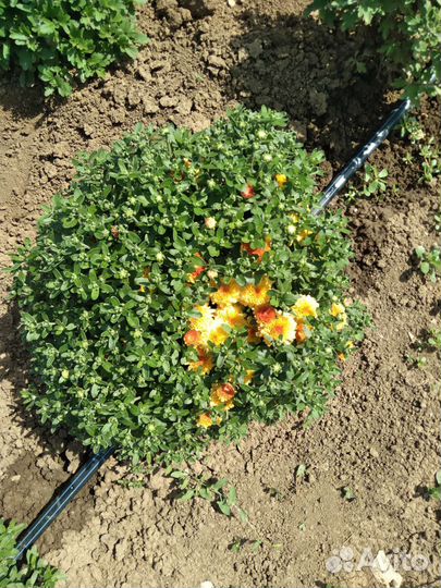 Хризантема