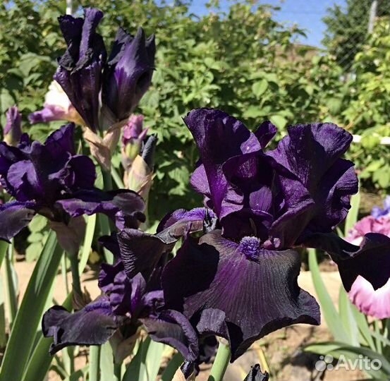 Ирисы бородатые