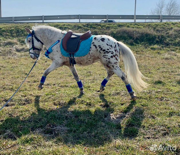 Аппалуза пони
