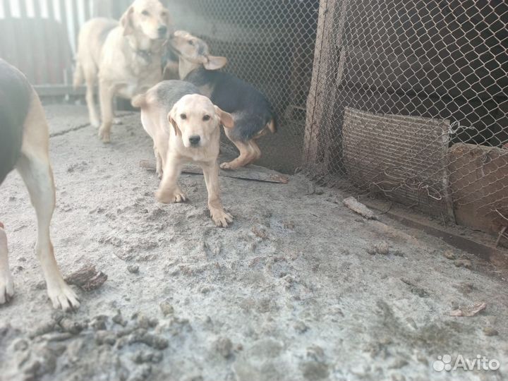 Щенки русской гончей
