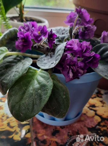 Комнатные цветы