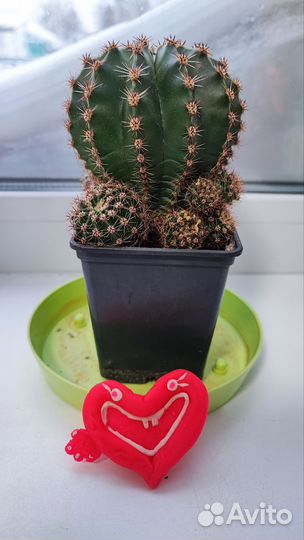 Комнатные цветы