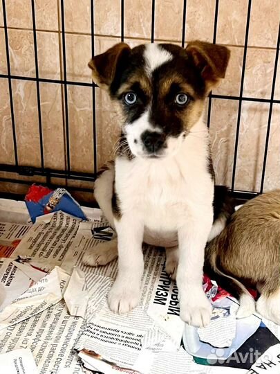 Щенки ищут семью