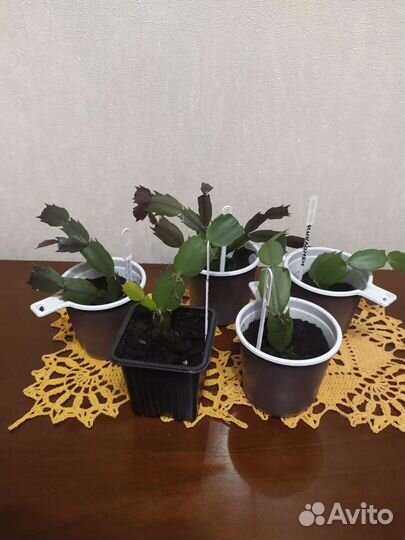 Декабрист шлюмбергера