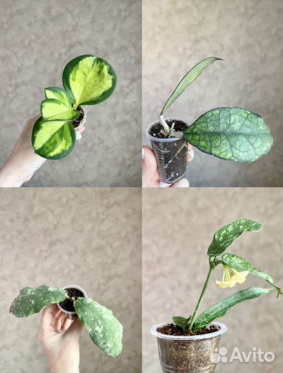 Хойи укорененные