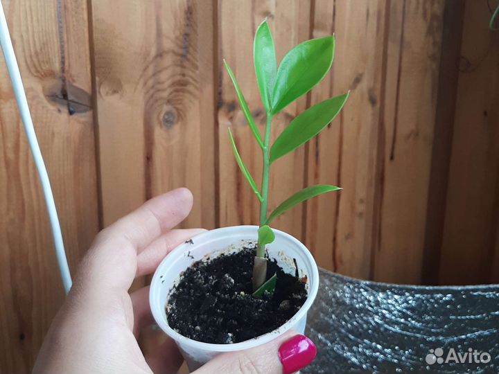 Замиокулькас