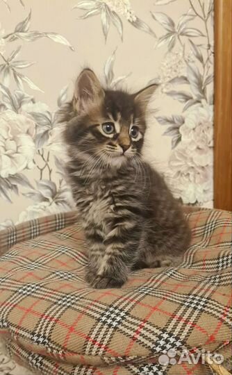 Красивая девочка Мейн-кун