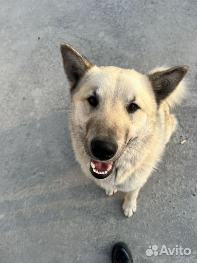 Собака в добрые руки кобель (метис лайки)