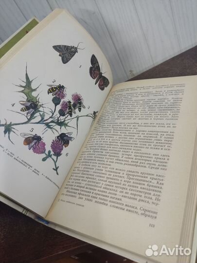 Н. Плавильщиков. Юным любителям природы