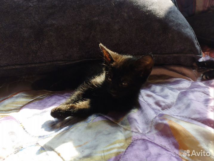 Котята (папа - Вислоухий британский котик)