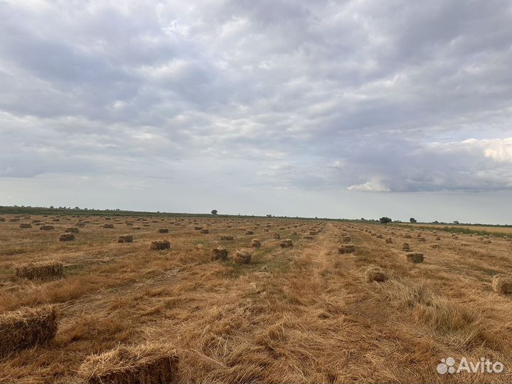 Сено в тюках 4000 шт