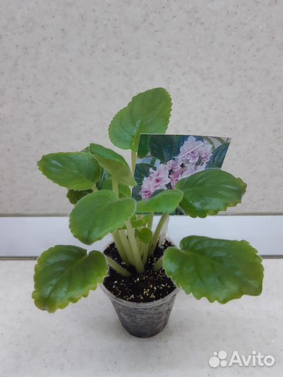 Детки сортовых фиалок