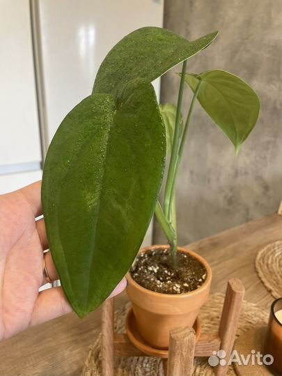 Сингониум макрофиллум