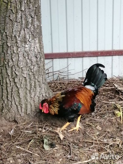 Петушки породы бентамка 4 мес на племя
