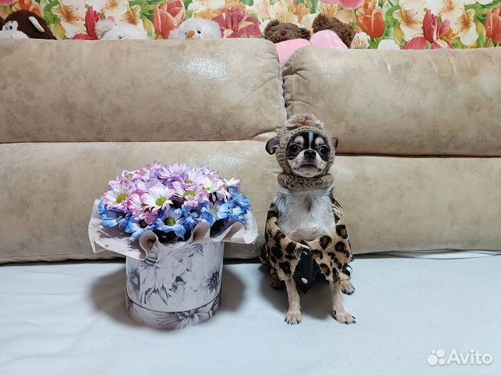 Чихуахуа мини девочка