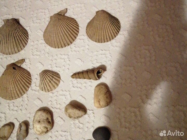 Ракушки и камушки для аквариума