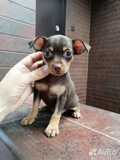 Той-терьер щенки