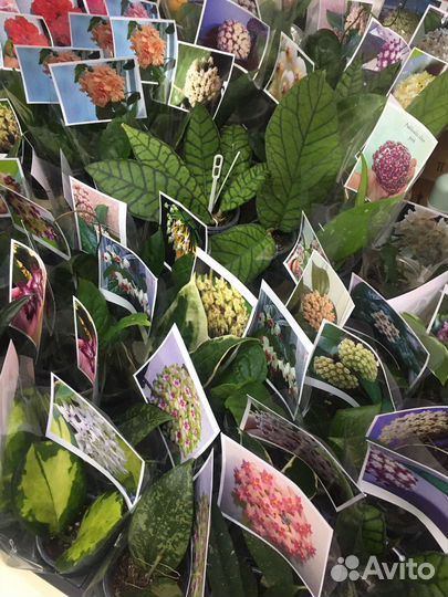 Сортовые фиалки