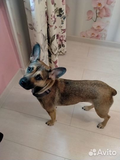 Собака в добрые руки отдам бесплатно