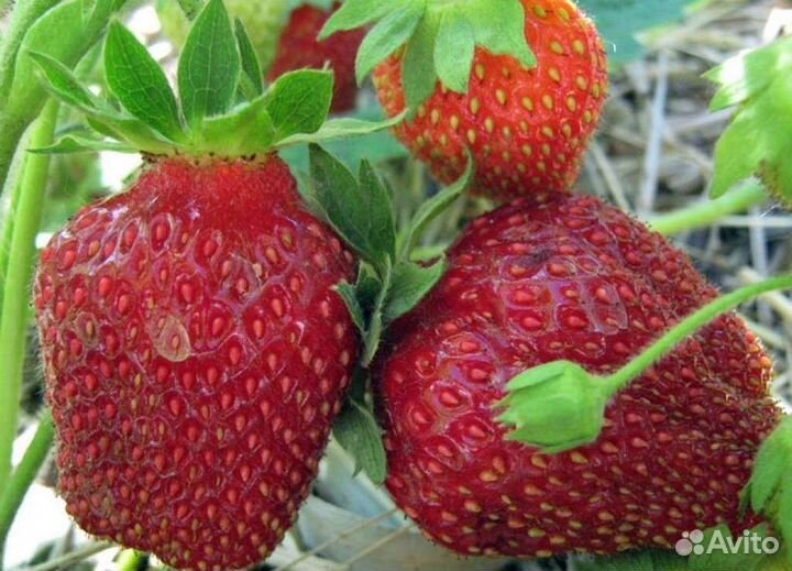 Усы клубники