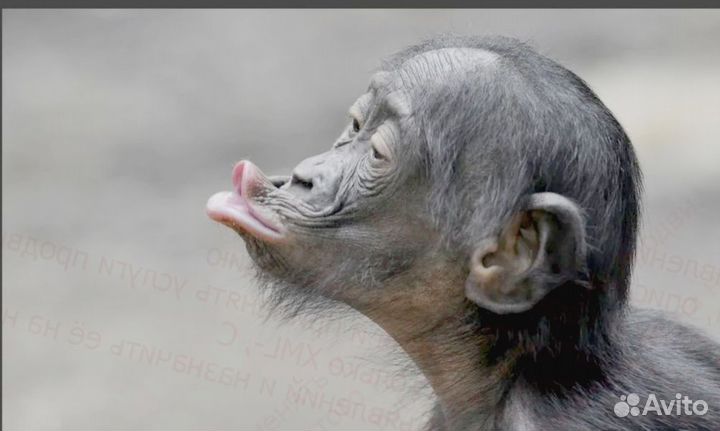 Работа Оператор линии Без опыта работы Еженедельна