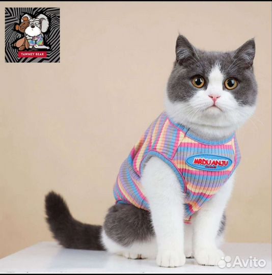 Майки для котят