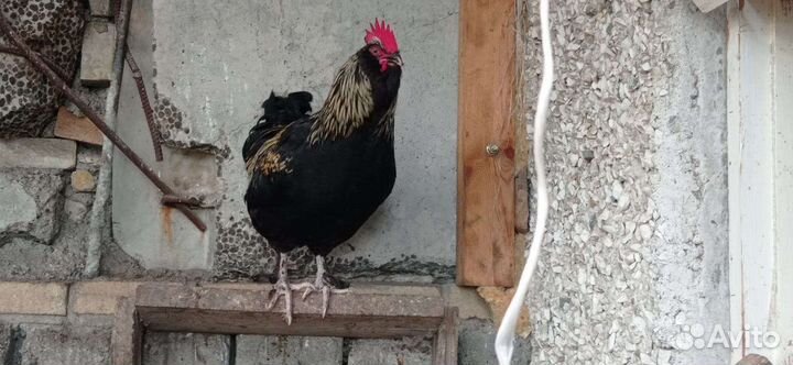 Молодые петухи