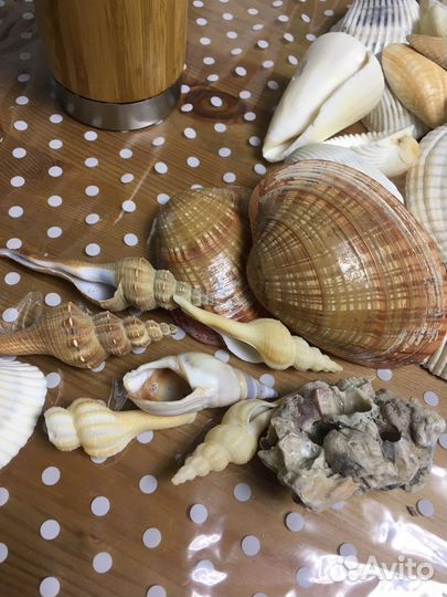 Морские ракушки раковины