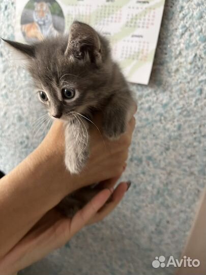 Котики
