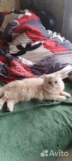 Кошка персидская
