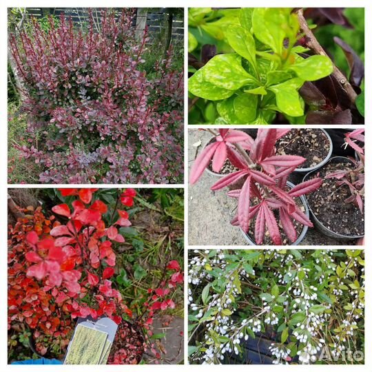 Взрослые Барбарисы вечнозеленыйе и листопадные