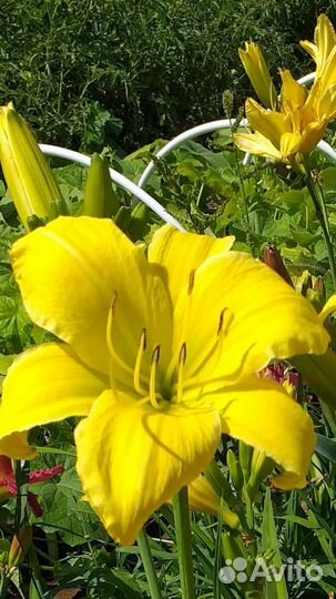 Лилейник, флокс, камнеломка, молодило