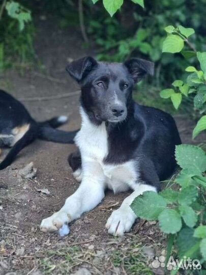 Щенки, метисы овчарок, помощь со стерилизацией