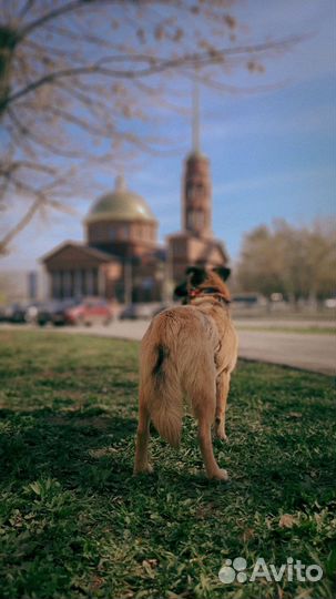 Собака Бэлла