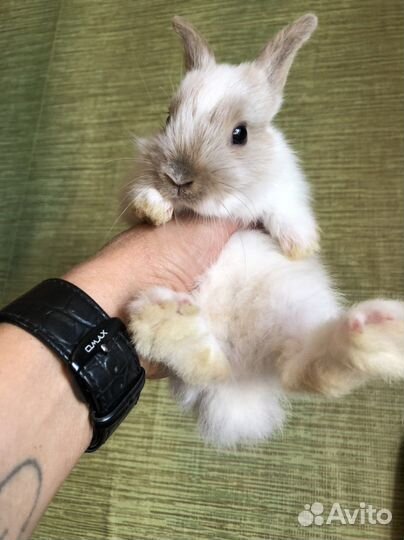 Карликовые крольчата1-1,5 мес
