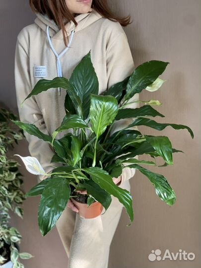 Спатифиллум d13
