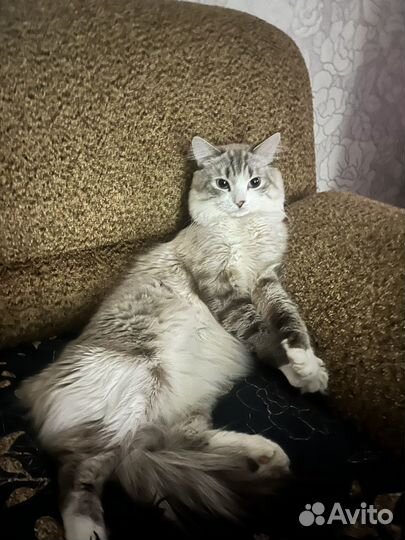 Сибирский кот
