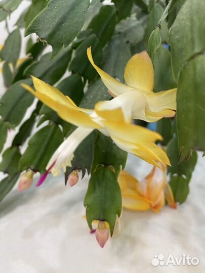 Декабрист желтый