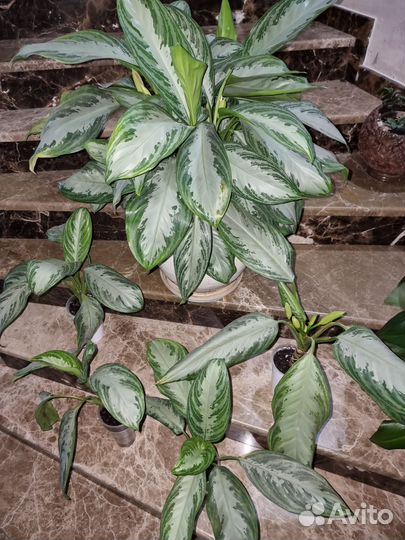 Аглаонема сильвер бей