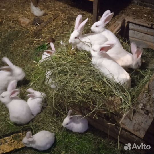 Кролики Белый гигант