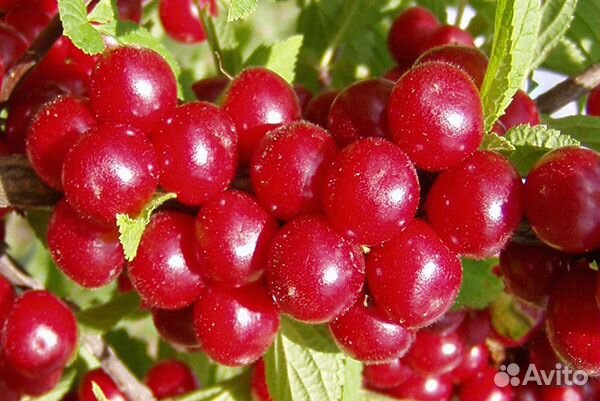 Войлочная вишня