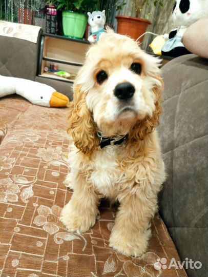 Маленькая собака