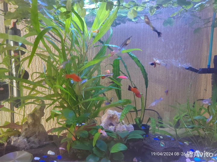 Аквариумные растения и рыбки