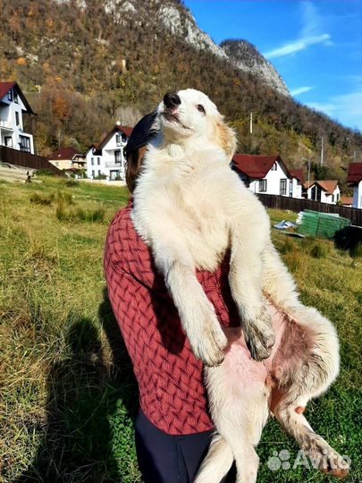 Метис маламута в добрые руки